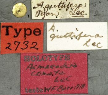 Media type: image;   Entomology 2732 Aspect: labels